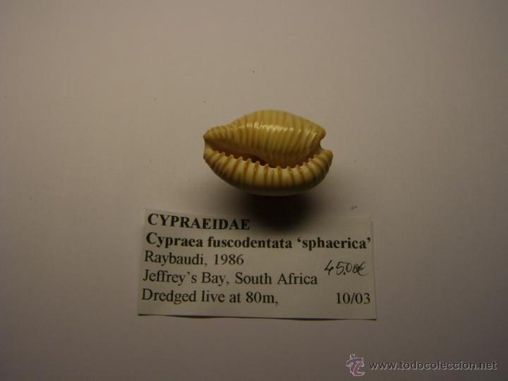 Coleccionismo de moluscos: Concha de Cypraea Fuscodentata sphaerica. - Foto 3
