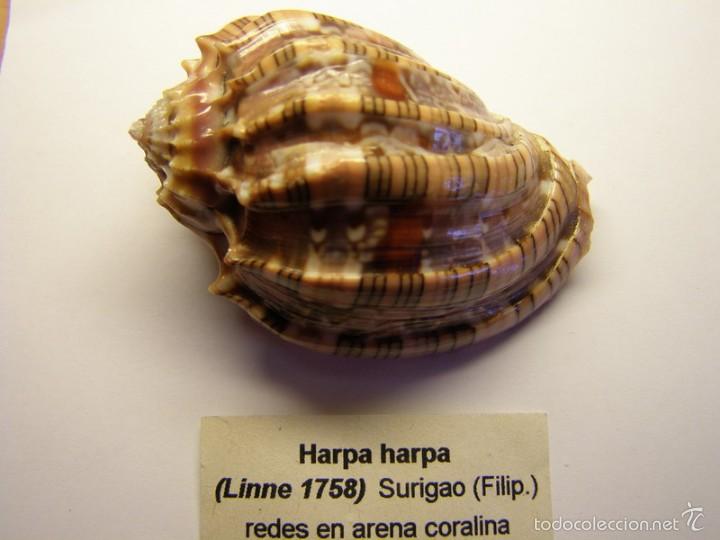 Coleccionismo de moluscos: Concha de caracol Harpa harpa. - Foto 1