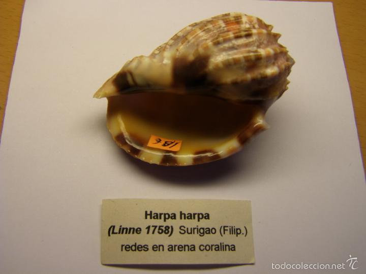 Coleccionismo de moluscos: Concha de caracol Harpa harpa. - Foto 2