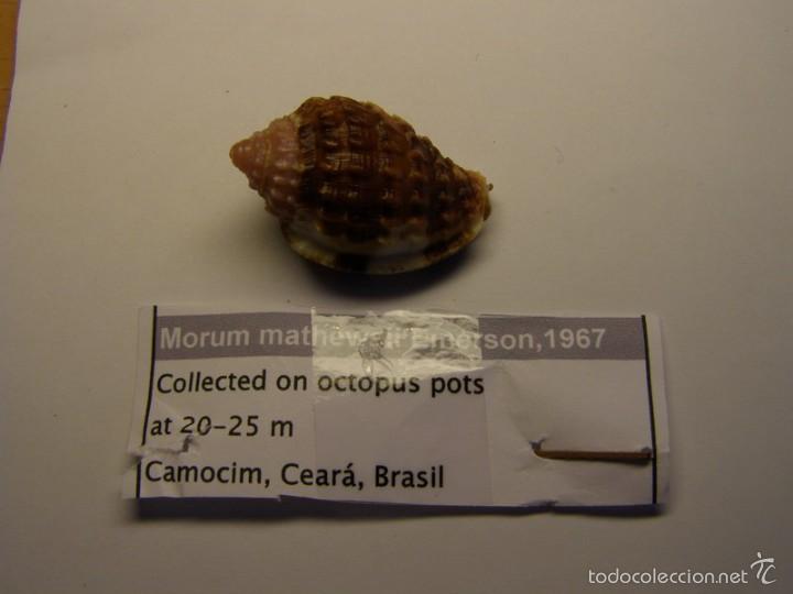 Coleccionismo de moluscos: Concha de caracol morum mathewsii . - Foto 1