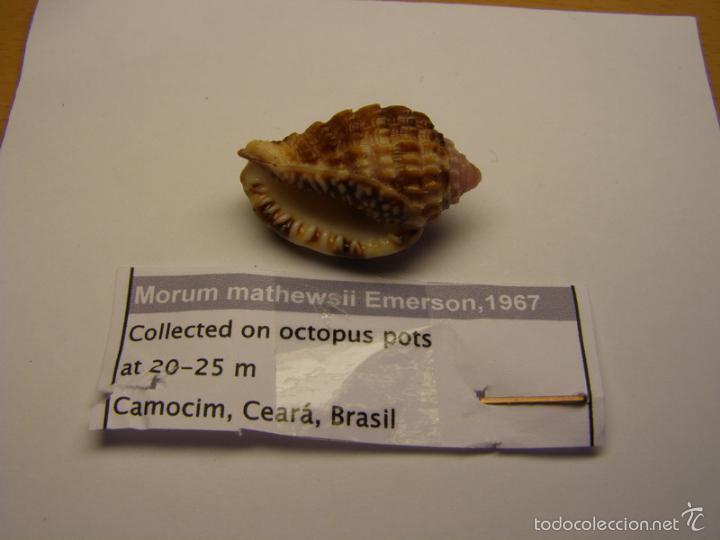 Coleccionismo de moluscos: Concha de caracol morum mathewsii . - Foto 2