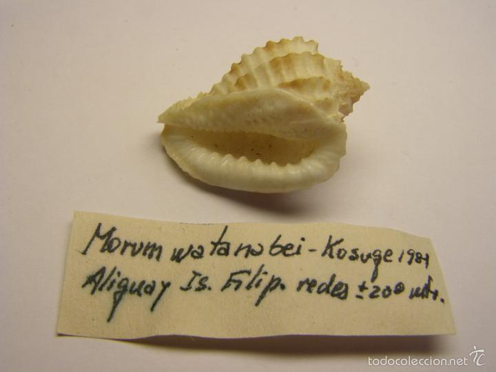 Coleccionismo de moluscos: Concha de caracol morum watanabei . - Foto 2