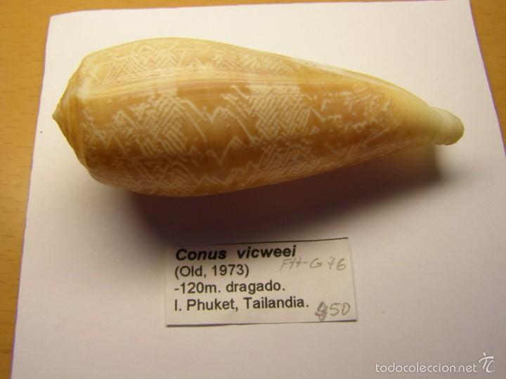 Coleccionismo de moluscos: Concha de caracol conus vicweei - Foto 1