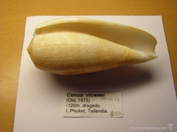 Coleccionismo de moluscos: Concha de caracol conus vicweei - Foto 2