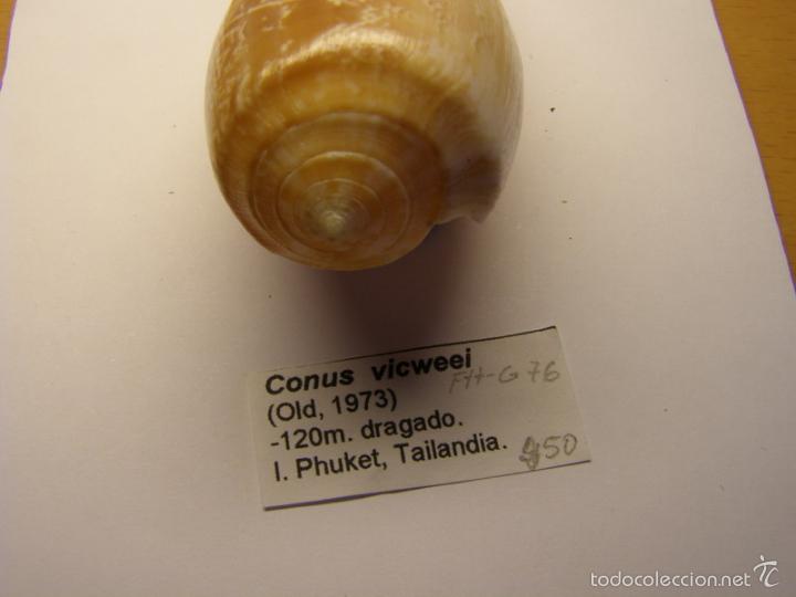 Coleccionismo de moluscos: Concha de caracol conus vicweei - Foto 3