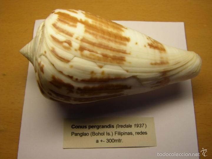 Coleccionismo de moluscos: Concha de caracol conus pergrandis. - Foto 1