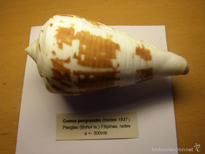 Coleccionismo de moluscos: Concha de caracol conus pergrandis. - Foto 2