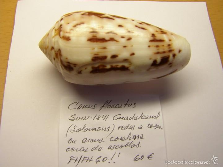 Coleccionismo de moluscos: Concha de caracol conus flocatus. - Foto 1