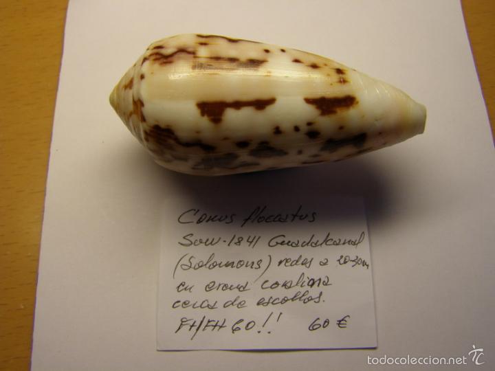 Coleccionismo de moluscos: Concha de caracol conus flocatus. - Foto 2