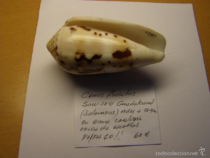 Coleccionismo de moluscos: Concha de caracol conus flocatus. - Foto 3