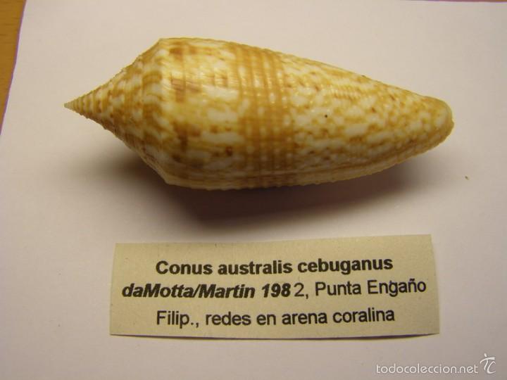 Coleccionismo de moluscos: Concha de caracol conus australis cebuganus. - Foto 1