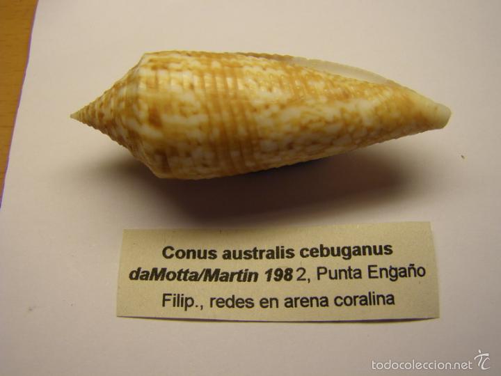 Coleccionismo de moluscos: Concha de caracol conus australis cebuganus. - Foto 2