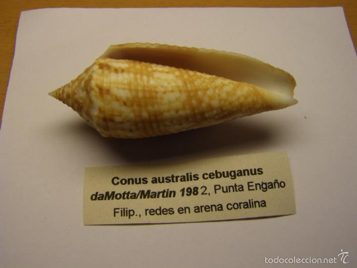 Coleccionismo de moluscos: Concha de caracol conus australis cebuganus. - Foto 3