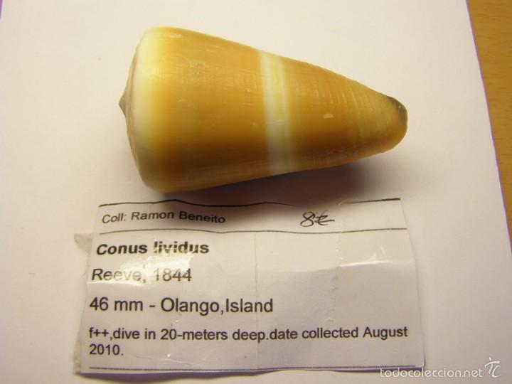 Coleccionismo de moluscos: Concha de caracol conus lividus. - Foto 1