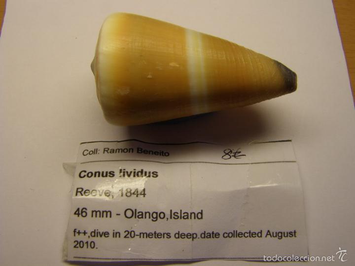 Coleccionismo de moluscos: Concha de caracol conus lividus. - Foto 2