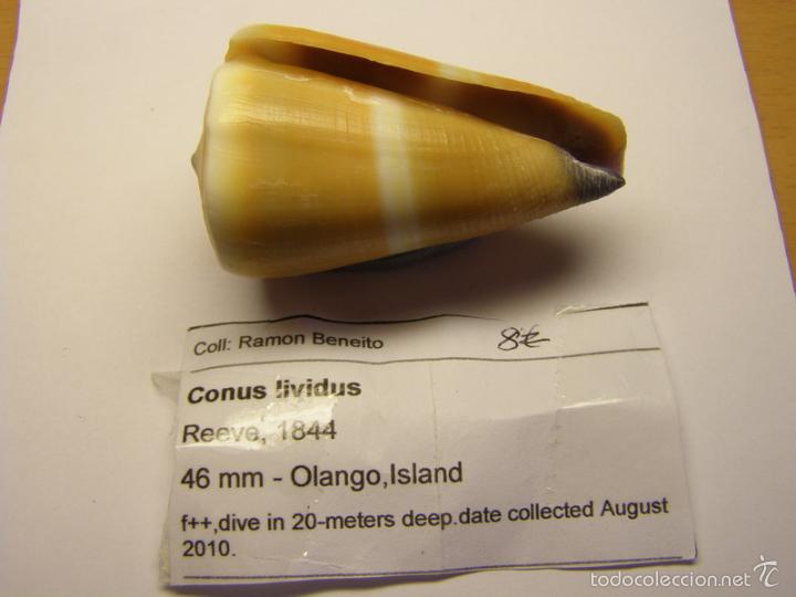 Coleccionismo de moluscos: Concha de caracol conus lividus. - Foto 3