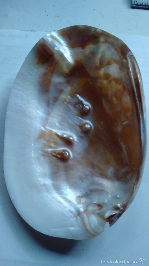 Coleccionismo de moluscos: Madreperla con cuatro perlas - Foto 1