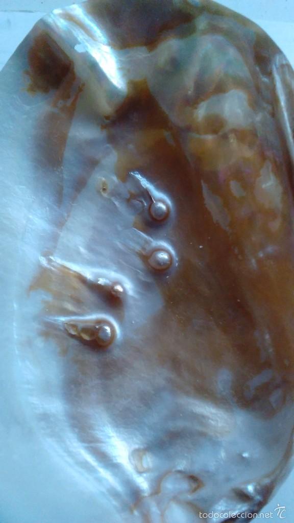 Coleccionismo de moluscos: Madreperla con cuatro perlas - Foto 2