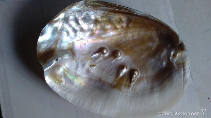 Coleccionismo de moluscos: Madreperla con cuatro perlas - Foto 7