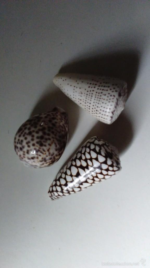 Coleccionismo de moluscos: Tres caracolas marinas - Foto 1