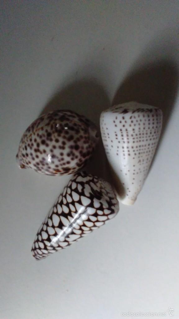 Coleccionismo de moluscos: Tres caracolas marinas - Foto 3