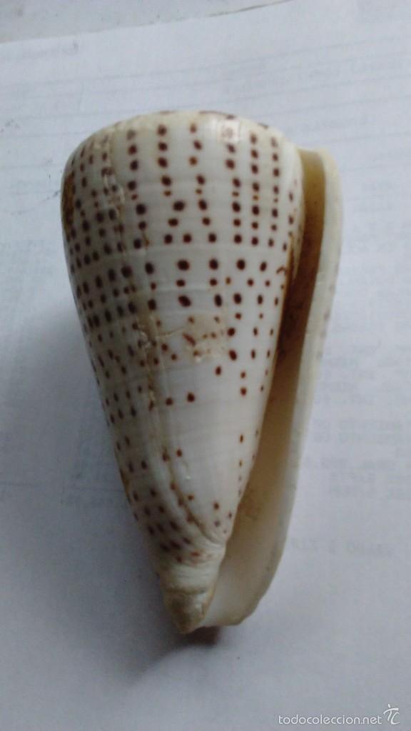 Coleccionismo de moluscos: Tres caracolas marinas - Foto 5