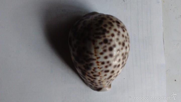 Coleccionismo de moluscos: Tres caracolas marinas - Foto 15