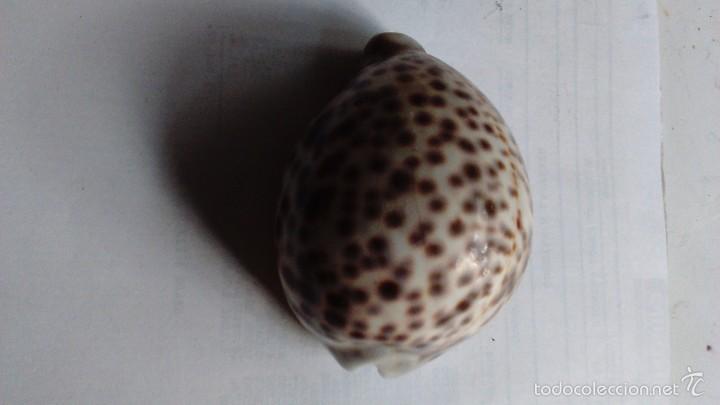 Coleccionismo de moluscos: Tres caracolas marinas - Foto 16