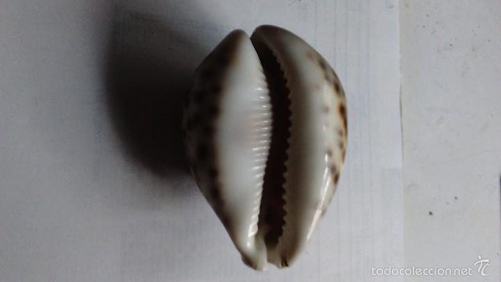 Coleccionismo de moluscos: Tres caracolas marinas - Foto 17