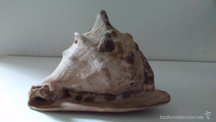 Coleccionismo de moluscos: Concha marina gigante - Foto 2