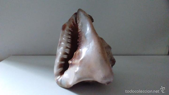 Coleccionismo de moluscos: Concha marina gigante - Foto 3