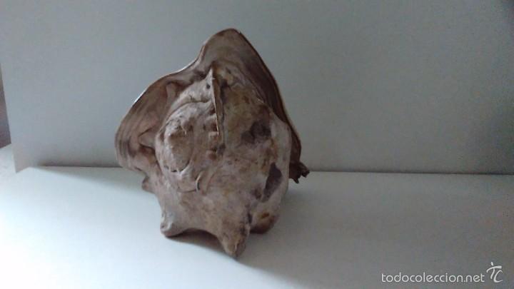 Coleccionismo de moluscos: Concha marina gigante - Foto 5