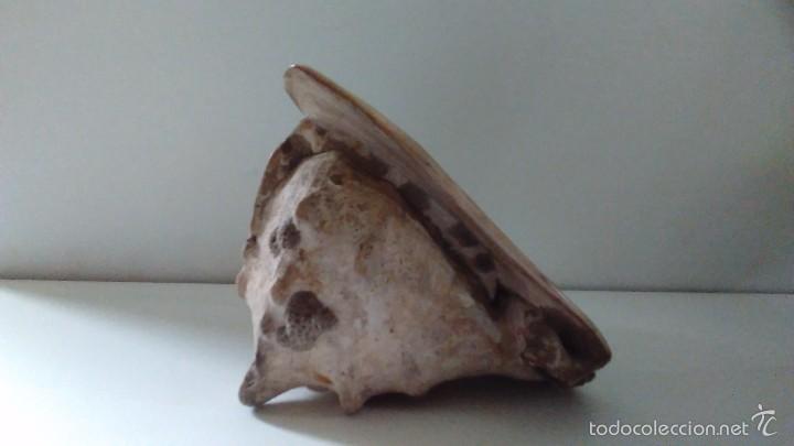 Coleccionismo de moluscos: Concha marina gigante - Foto 6