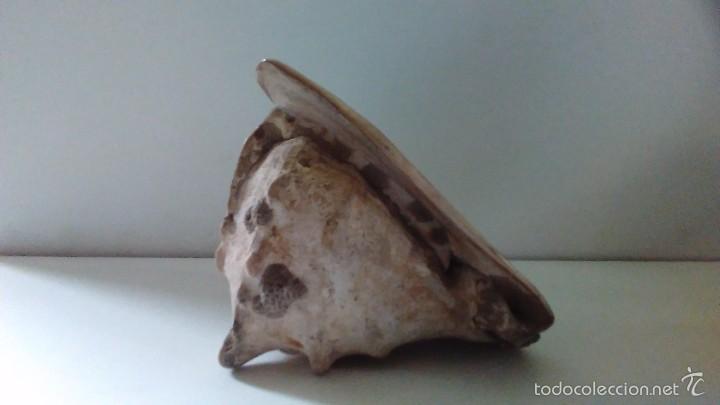 Coleccionismo de moluscos: Concha marina gigante - Foto 7