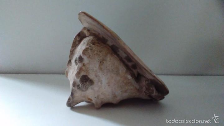 Coleccionismo de moluscos: Concha marina gigante - Foto 8