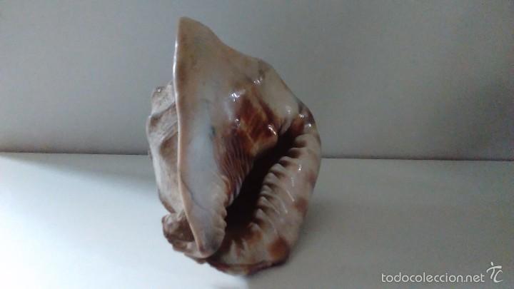 Coleccionismo de moluscos: Concha marina gigante - Foto 9