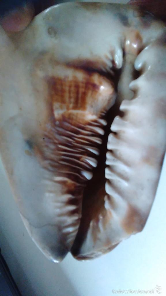 Coleccionismo de moluscos: Concha marina gigante - Foto 10