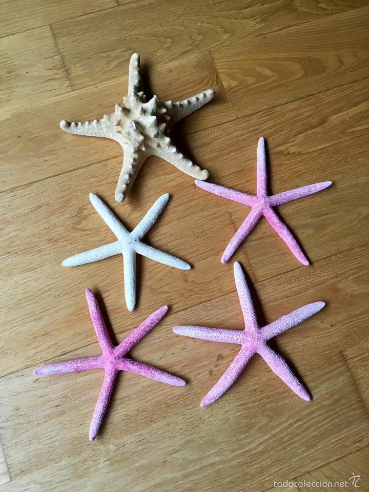 Coleccionismo de moluscos: ESTRELLA, ESTRELLAS DE MAR MARINAS - Foto 1