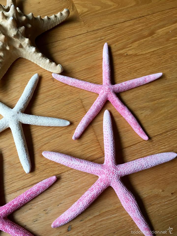 Coleccionismo de moluscos: ESTRELLA, ESTRELLAS DE MAR MARINAS - Foto 2