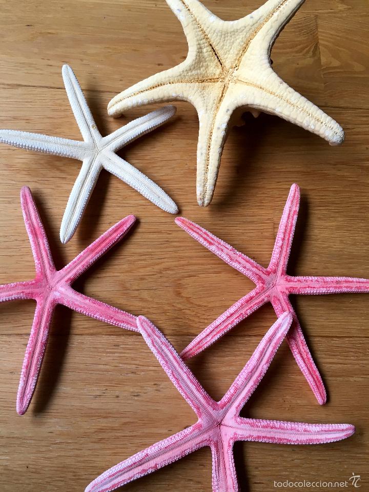 Coleccionismo de moluscos: ESTRELLA, ESTRELLAS DE MAR MARINAS - Foto 4