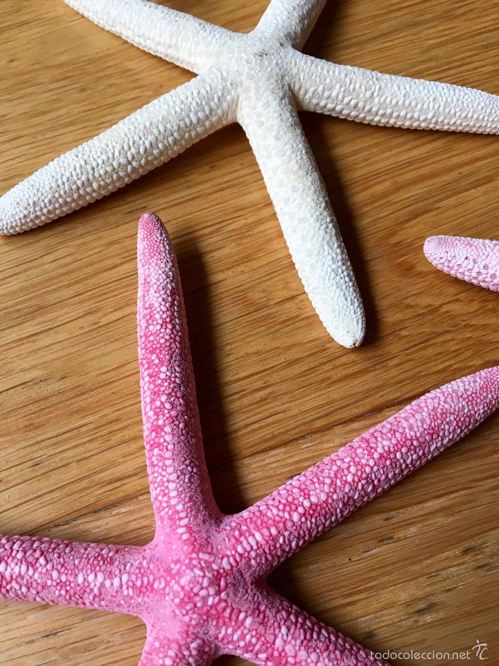 Coleccionismo de moluscos: ESTRELLA, ESTRELLAS DE MAR MARINAS - Foto 5