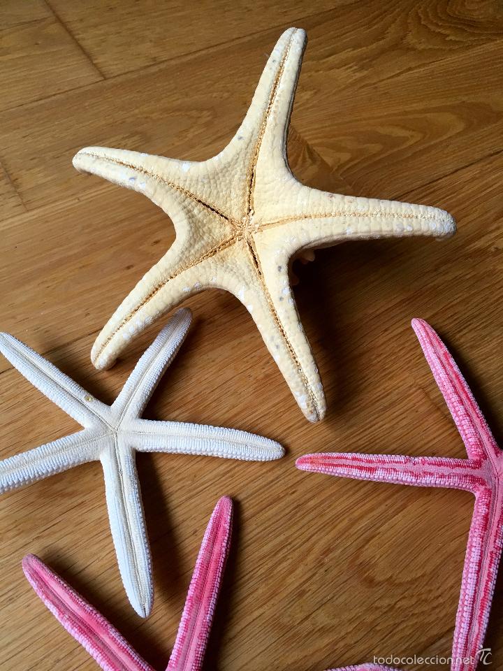 Coleccionismo de moluscos: ESTRELLA, ESTRELLAS DE MAR MARINAS - Foto 6