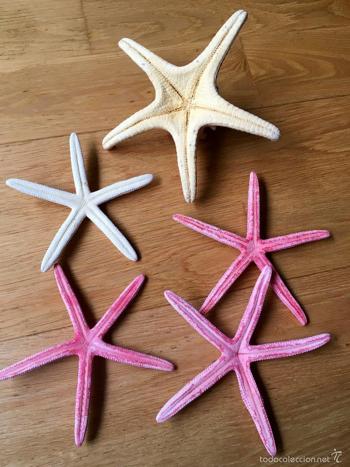 Coleccionismo de moluscos: ESTRELLA, ESTRELLAS DE MAR MARINAS - Foto 7