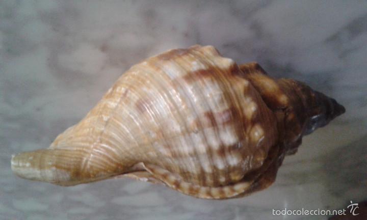 Coleccionismo de moluscos: ANTIGUA CARACOLA (SANTANDER) - Foto 1