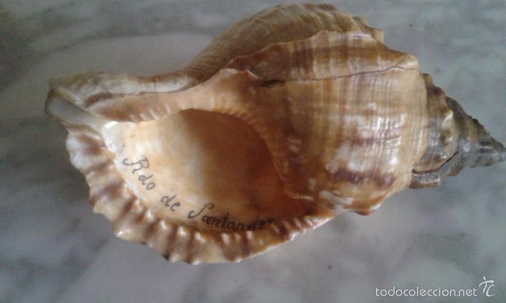 Coleccionismo de moluscos: ANTIGUA CARACOLA (SANTANDER) - Foto 2