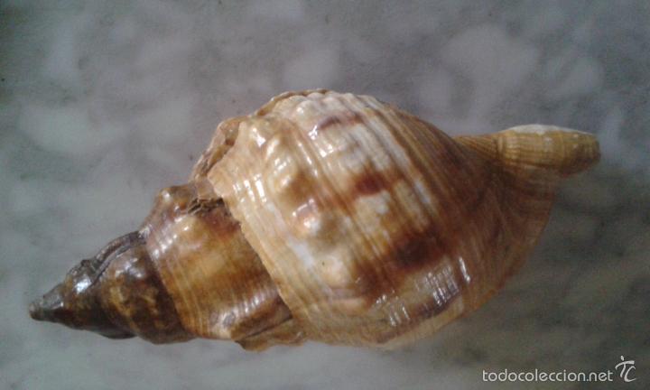 Coleccionismo de moluscos: ANTIGUA CARACOLA (SANTANDER) - Foto 3