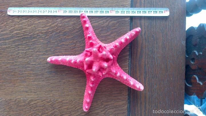Coleccionismo de moluscos: estrella de mar , no replica - Foto 1