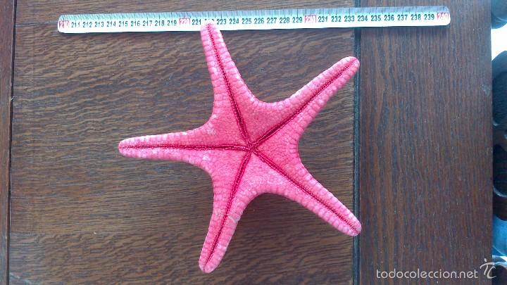 Coleccionismo de moluscos: estrella de mar , no replica - Foto 2