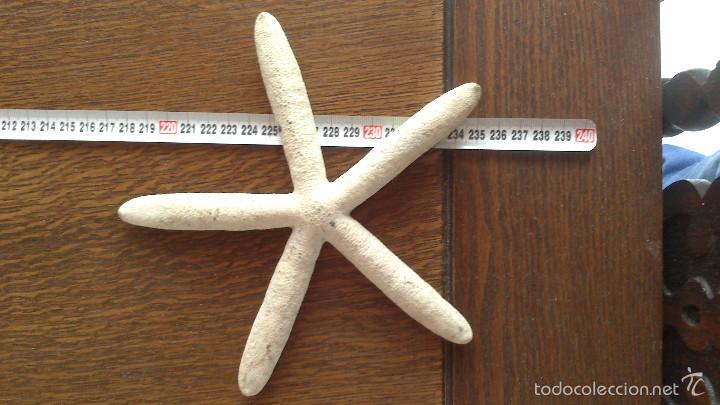 Coleccionismo de moluscos: estrella de mar , no replica - Foto 1