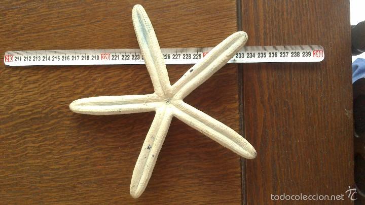 Coleccionismo de moluscos: estrella de mar , no replica - Foto 3